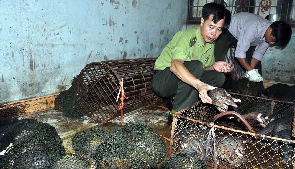 ENV[-]phản[-]hồi[-]các[-]luận[-]điểm[-]của[-]Chi[-]cục[-]Kiểm[-]lâm[-]tỉnh[-]Bắc[-]Ninh[-]về[-]việc[-]xử[-]lý[-]42[-]cá[-]thể[-]tê[-]tê[-]Java[-]